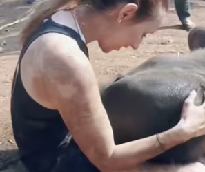 G2605012 Animals always remember (Part 2)
