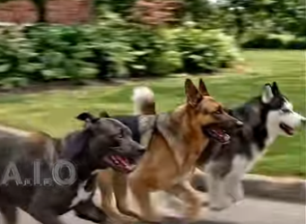 Y2605001 A driver recklessly speeds through standing water, soaking a dog and scattering its food everywhere (Part 2)