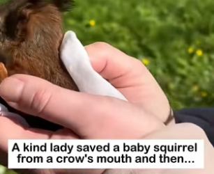 Tiny Squirrel Rescue Story�Baby Red Squirrel Rescued From Danger… “Get Away (Part 2)