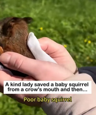 Tiny Squirrel Rescue Story�Baby Red Squirrel Rescued From Danger… “Get Away (Part 2)