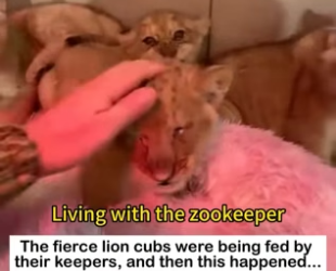 Fierce Lion Cubs Rescue Story�Fierce Lion Cubs Playing Like Little Hunters… Too Cute to Handle (Part 2)