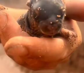 Baby Rabbits Rescue Story�Baby Rabbits Found in the Wild… “Can You See That_!” (Part 2)