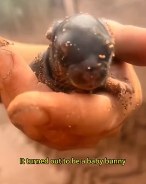 Baby Rabbits Rescue Story�Baby Rabbits Found in the Wild… “Can You See That_!” (Part 2)