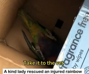 Injured Lorikeet Rescue Story�Injured Rainbow Lorikeet Hit by a Car… “Are You Okay” (Part 2)