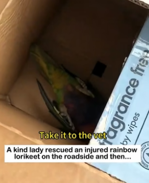 Injured Lorikeet Rescue Story�Injured Rainbow Lorikeet Hit by a Car… “Are You Okay” (Part 2)