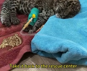 Jaguar Cubs Rescue Story�Jaguar Cubs Rescued in the Wild… “Easy, Easy” (Part 2)