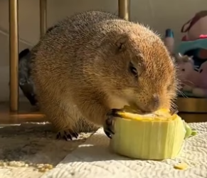 Trapped Prairie Rescue Story�Trapped Prairie Crying for Help… No One Came (Part 2)