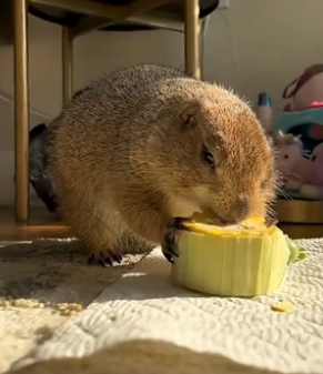 Trapped Prairie Rescue Story�Trapped Prairie Crying for Help… No One Came (Part 2)