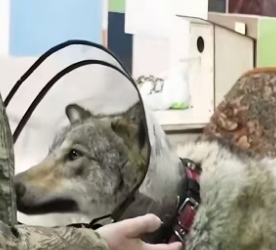 Trapped Wolf Rescue Story�Wolf With Its Leg Stuck… “Go Free” �� What Happens Next Is Incredible ❤（Part 2)