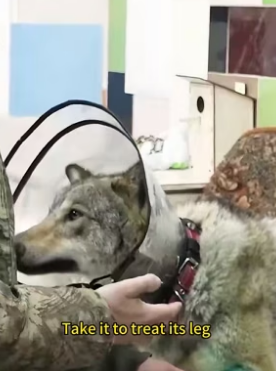 Trapped Wolf Rescue Story�Wolf With Its Leg Stuck… “Go Free” �� What Happens Next Is Incredible ❤(Part 2)