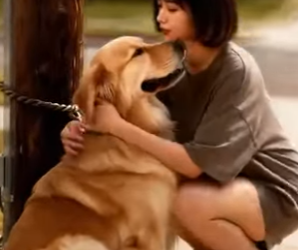 Y2805009 The Golden Retriever Was Drenched in the Rain—Until a Kind Woman Rescued Him 🐶💛🌧️ (Part 2)