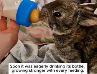 H2805009 Ohhhhhh these adorable bunnies and the sweet humans who gave them so much love (Part 2)