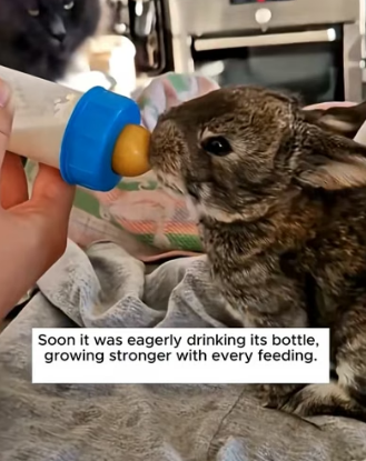 H2805009 Ohhhhhh these adorable bunnies and the sweet humans who gave them so much love (Part 2)