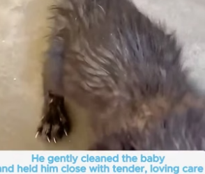 H2805011 This man rescued a helpless kitten abandoned on the street, and the tiny cat’s transformation was in (Part 2)