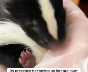 H2805005 A family rescued a baby skunk and gave the little fluffball a warm and loving home (Part 2)