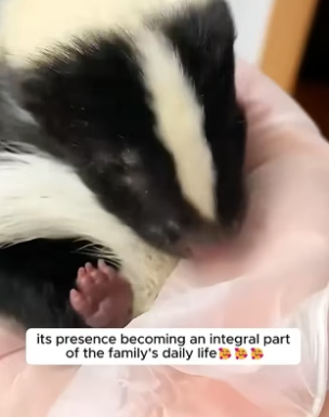 H2805005 A family rescued a baby skunk and gave the little fluffball a warm and loving home (Part 2)