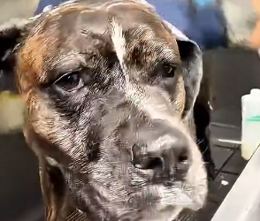 H2805004 This man rescued a dog that fell into an icy snowy river and refused to give up on him (Part 2)