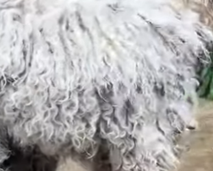 T0205005 Finally free_ The giant poodle who escaped her owner’s clutches (Part 2)