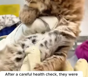 H2805006 A family rescued a tiny kitten, but they later discovered something completely unexpected (Part 2)