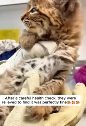 H2805006 A family rescued a tiny kitten, but they later discovered something completely unexpected (Part 2)