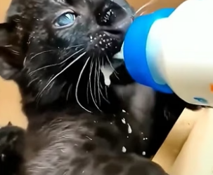H2805002 A kind woman rescued an abandoned black panther cub and raised it with endless love and care (Part 2)
