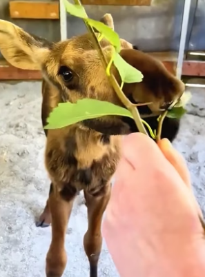 H2805008 This moose calf was rescued from a bear attack, and years later it never forgot the humans who saved (Part 2)