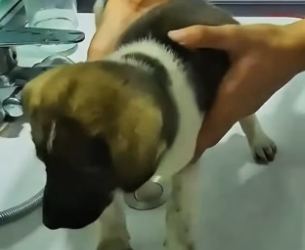 H2805007 An abandoned dog rescue story that proves love can completely change a life (Part 2)