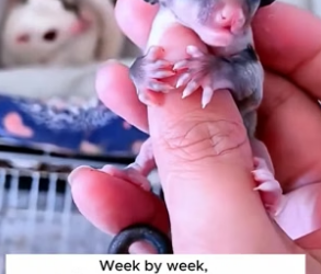 H2805012 This woman lovingly raised an orphaned newborn sugar glider and became its whole world (Part 2)