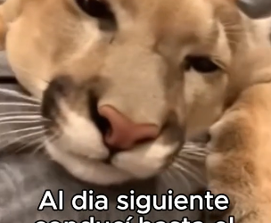Pensé Que Era Un Gato❤️ (Part 2)