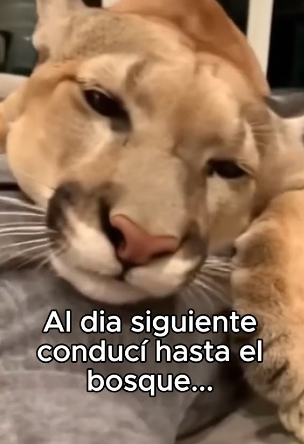 Pensé Que Era Un Gato❤️ (Part 2)