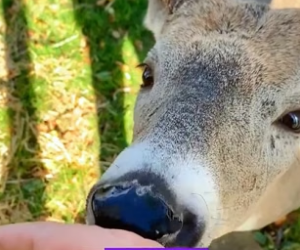 R2705003 The tenacious deer (Part 2)