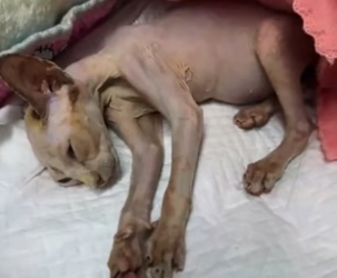 R2705002 I found a hairless stray cat, so thin that her bones were showing (Part 2)