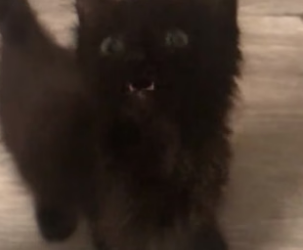 R2705004 One dark night, I found a small stray kitten on the road (Part 2)