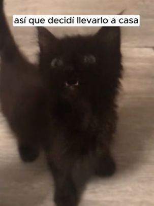 R2705004 One dark night, I found a small stray kitten on the road (Part 2)