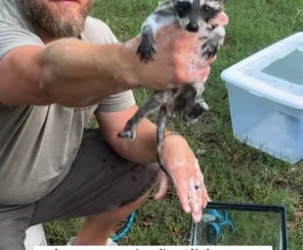 R2705007 The raccoon trapped in the wall (Part 2)