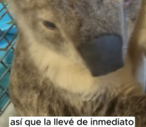R2705001 A baby koala accidentally fell into a lake, and that moment changed many lives (Part 2)