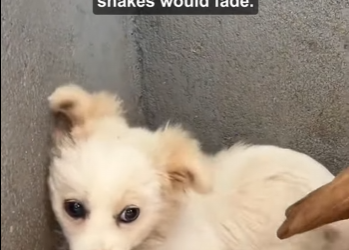 T0205009 Part II_ From twitching to hope – rescuing two rejected pups (Part 2)