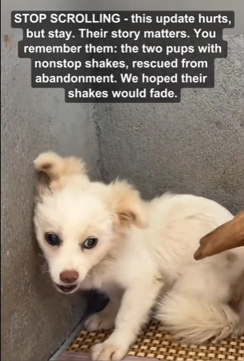T0205009 Part II_ From twitching to hope – rescuing two rejected pups (Part 2)