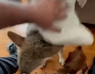 A2705004 Este Coyote Se Volvió Mejor Amigo De Mi Perro (Part 2)