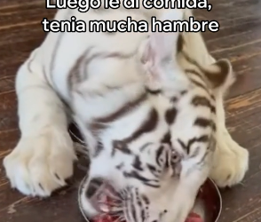 A2705005 Salvé a Este Tigre Blanco y Esto Pasó (Part 2)