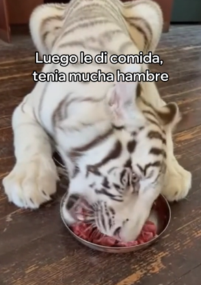A2705005 Salvé a Este Tigre Blanco y Esto Pasó (Part 2)