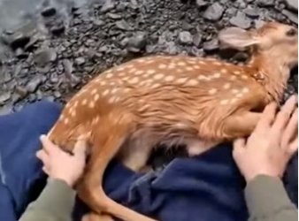 A2705006 Rescaté a Este Pequeño Venado De Un Río (Part 2)