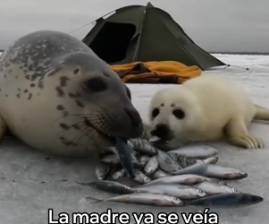 A2705002 Salvé a Esta Foca y a Su Cría (Part 2)