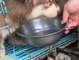 T0205004 From Caged Strays to Wiggly Wonders_ 5 Alaskan pups’ Fight (Part 2)