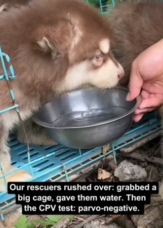 T0205004 From Caged Strays to Wiggly Wonders_ 5 Alaskan pups’ Fight (Part 2)