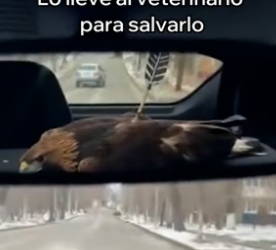 A2705008 Esta Aguila Vino a Mi Balcón a Pedirme Ayuda (Part 2)