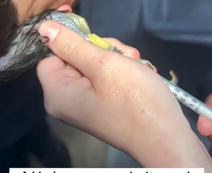 W2605005 Toucan trapped on road Rescue Story Toucan Found on Road What (Part 2)