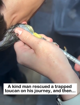 W2605005 Toucan trapped on road Rescue Story Toucan Found on Road What (Part 2)