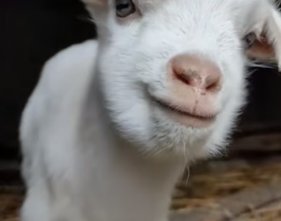 W2605004 Baby Goat Alone Baby Goat Found Alone Where s Your Mom What Happen (Part 2)