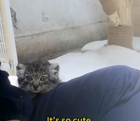 W2605003 Baby Manul Rescue Story�Baby Manul Crying for Help… What Happens Next Will Melt Your Heart (Part 2)